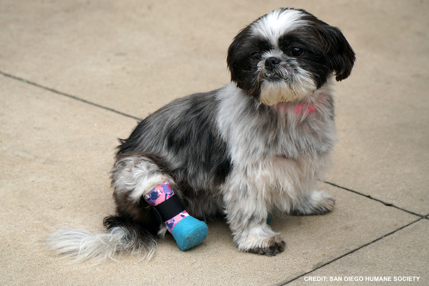 Amputee Detective Rescues Dog With Paw Prosthetic